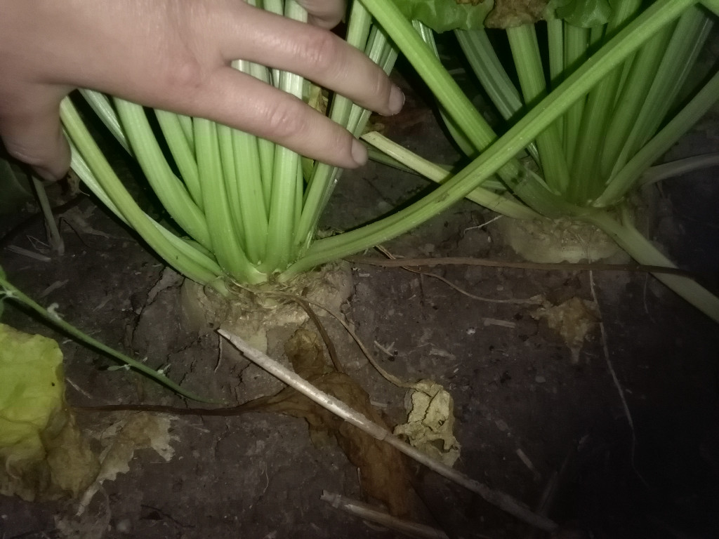 buraki cukrowe, roślina, plantacja