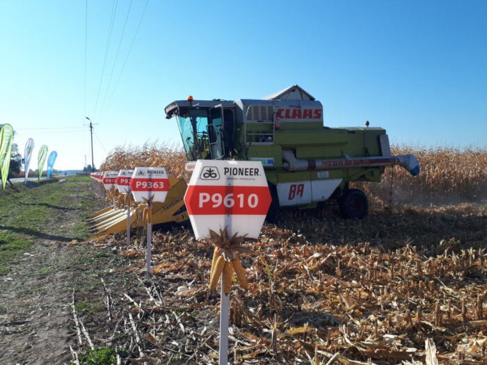 kombajn, kukurydza, pole, Skrzelew