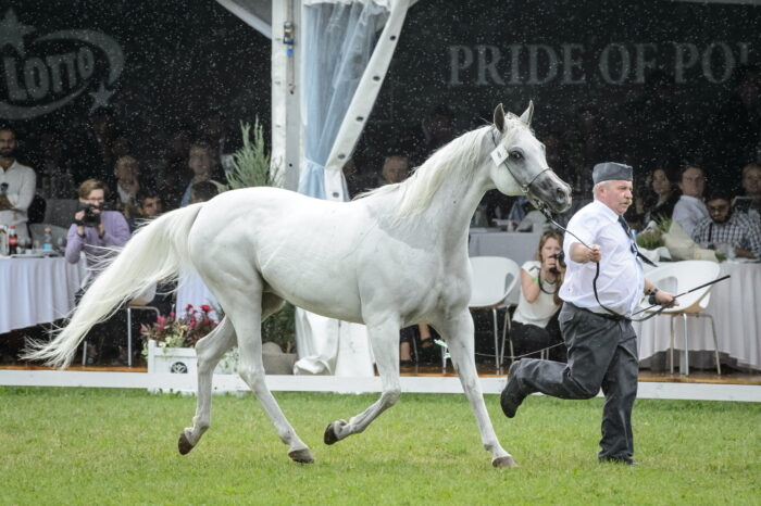 Dni Konia Arabskiego, pride of poland, janów podlaski,karol tylenda