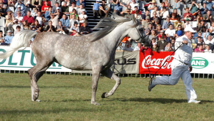 Dni Konia Arabskiego, pride of poland, janów podlaski,karol tylenda