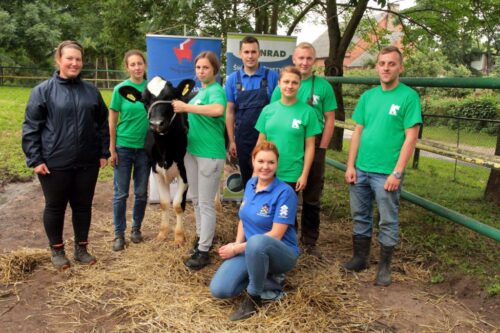 fitting, jałówki, wystawa