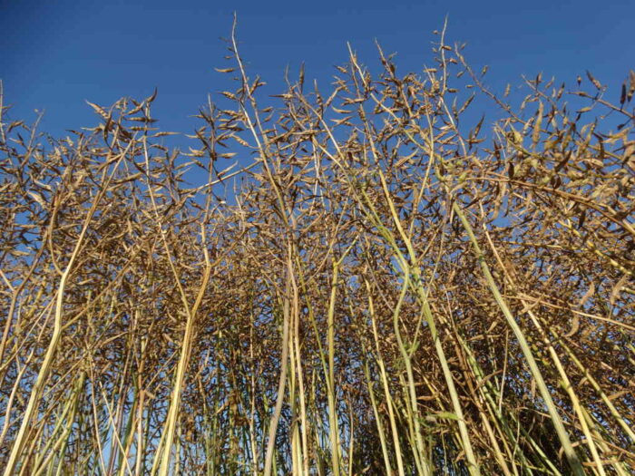 gorczyca biała, plantacja