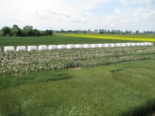 Poznańska Hodowla Roślin, Krajowy Konkurs Bezpieczne Gospodarstwo Rolne