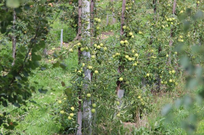 owoce, zbiory owoców, jabłka, Eberhard Makosz, Towarzystwo Rozwoju Sadów Karłowatych