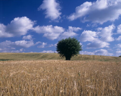 rośliny, gatunki roślin, Serbia, Vlasac, nauka