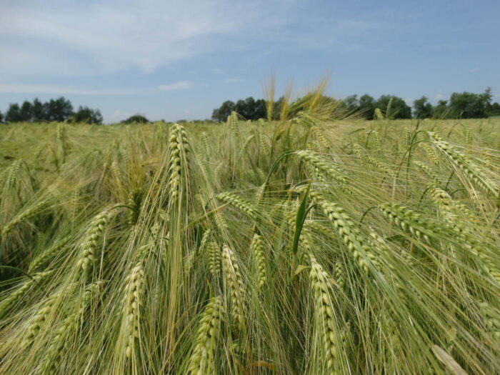 żywność, ceny żywności, owoce, warzywa, artykuły mięsne, artykuły mleczne