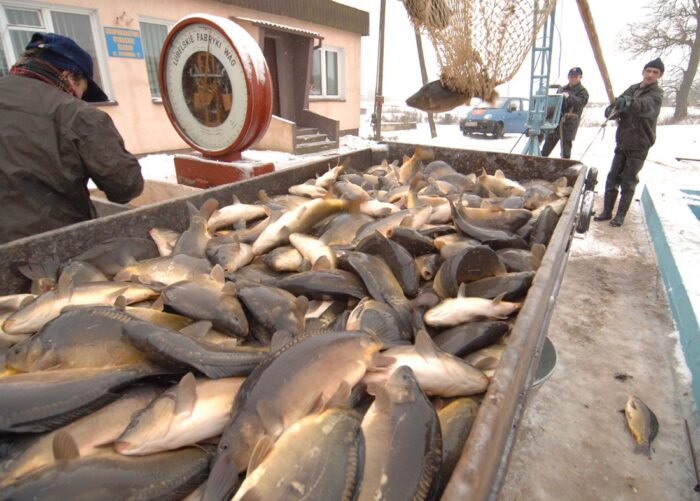 hodowla ryb, susza, pieniądze, de minimis