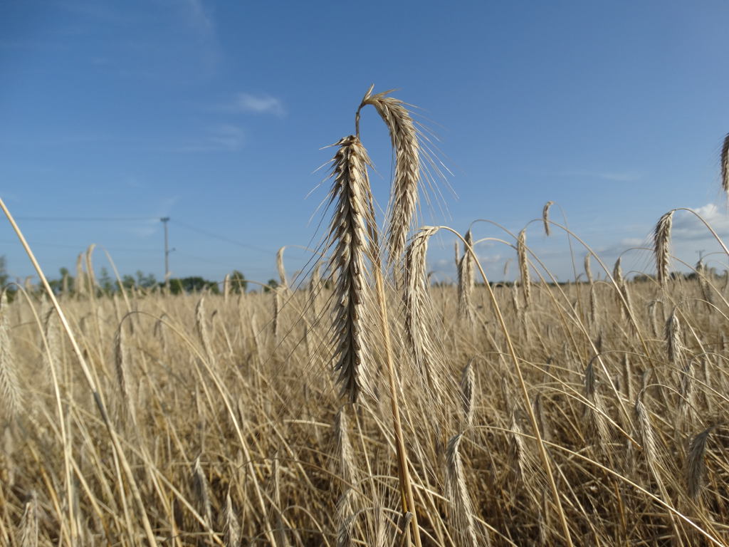 kłosy, żyto, łan