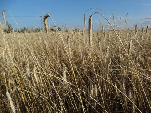 kłosy, żyto ozime, plantacja