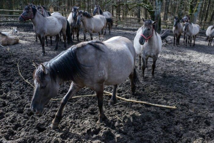 konik polski, hodowla koni, konie, Stacja Badawcza PAN w Popielnie