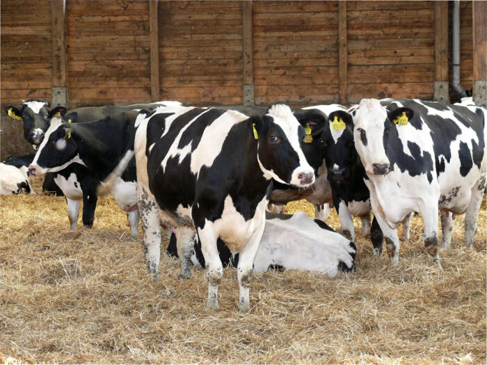 wydajność mleczna słoma