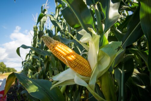 kukurydza, zbiory kukurydzy, produkcja kukurydzy, rezerwy kukurydzy, zapasy kukurydzy
