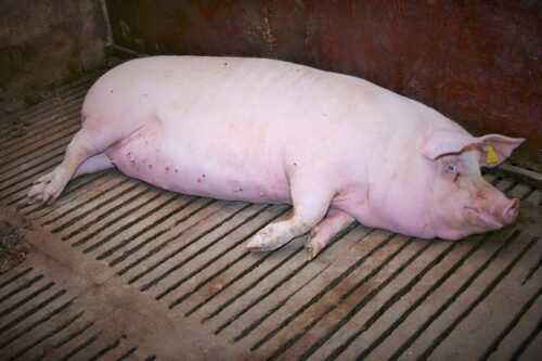 pasze gmo, pasze dla drobiu i trzody chlewnej, śruta sojowa, andrzej duda, kancelaria prezydenta rp