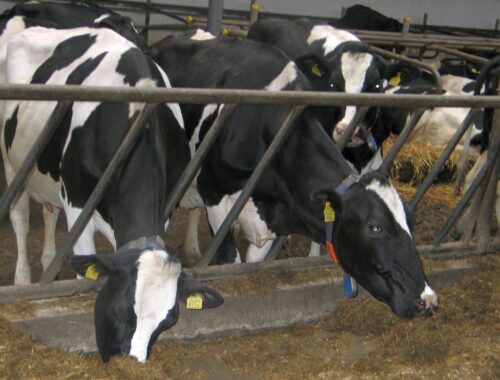 rynek mleka, kwoty mleczne, phil hogan, kary za nadprodukcję mleka