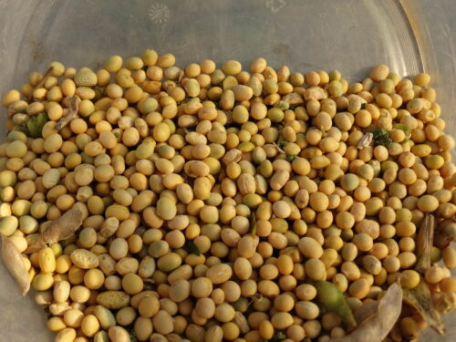 dopłaty do nasion, zboża i mieszanki zbożowe, rośliny strączkowe, ziemniaki