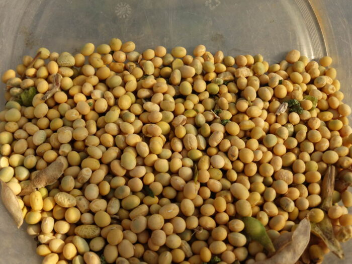 dopłaty do nasion, zboża i mieszanki zbożowe, rośliny strączkowe, ziemniaki