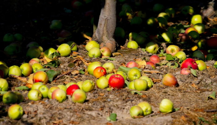 owoce, warzywa, sortowanie owoców i warzyw, radom