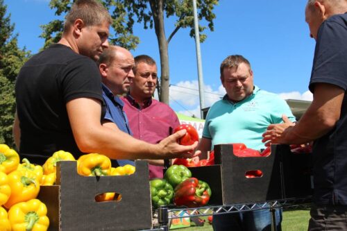 papryka, Potworów, uprawa papryki, plantacja papryki, warzywa, XXIV Dzień Papryki w Potworowie, cena papryki w skupie