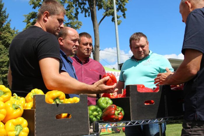 papryka, Potworów, uprawa papryki, plantacja papryki, warzywa, XXIV Dzień Papryki w Potworowie, cena papryki w skupie