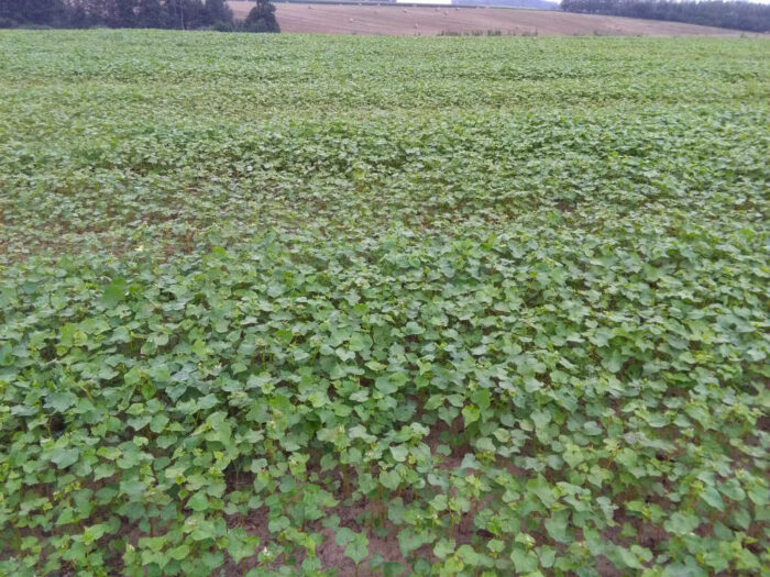 gryka, kwitnienie, plantacja