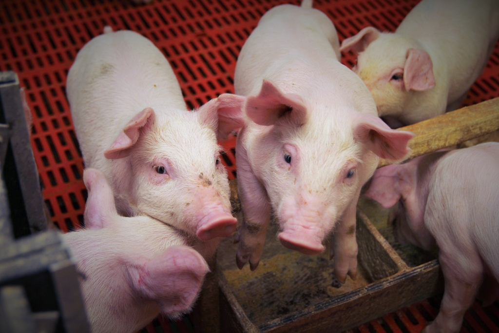 rośnie produkcja prosiąt, plenność loch