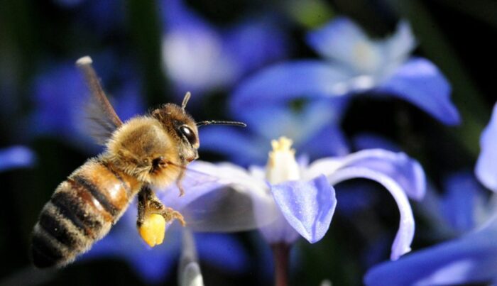 pszczoły, pszczelarstwo, pszczele rodziny, neonikotynoidy, pestycydy