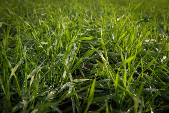 euronext w paryżu, cbot w chicago, notowania pszenicy, notowania kukurydzy