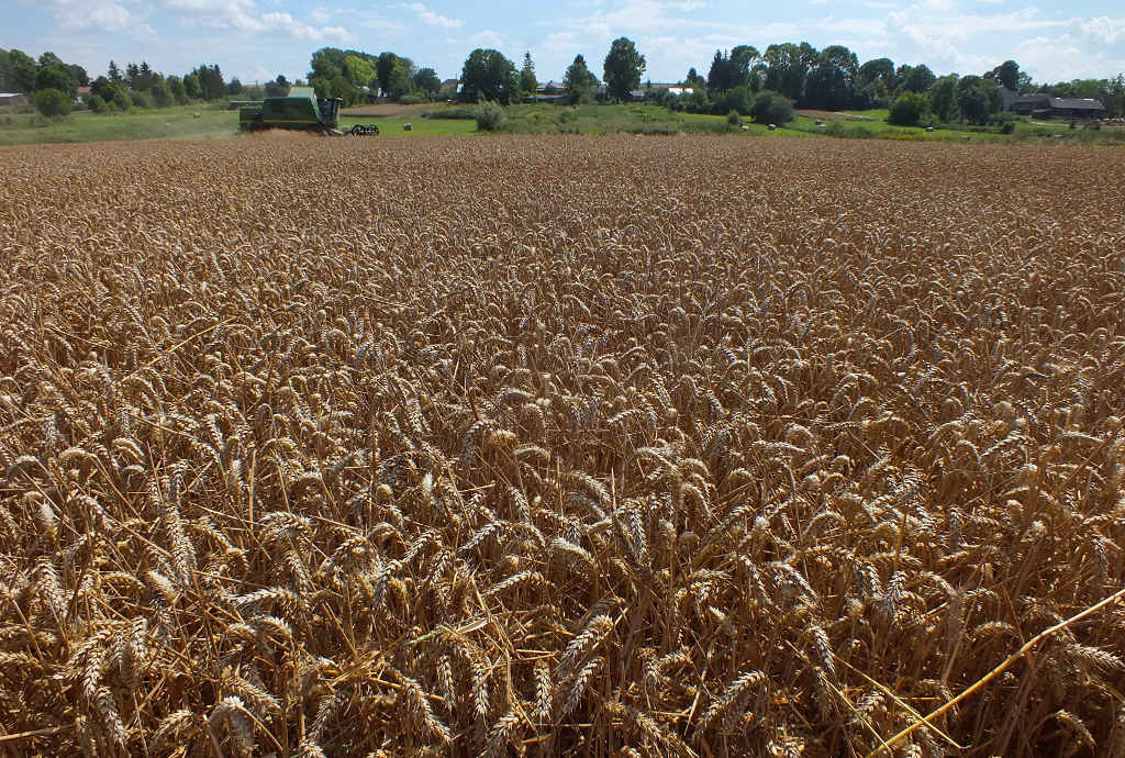 euronext w paryżu, cbot w chicago, notowania pszenicy, notowania kukurydzy