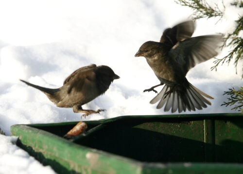 ptaki, gospodarstwa rolne, bioróżnorodność gospodarstw, Zuzanna Rosin