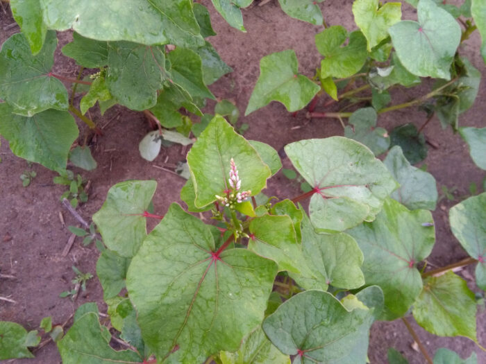 Greenery, rośliny, system dystrybucji roślin, wystawa Zieleń to życie, handel roślinami