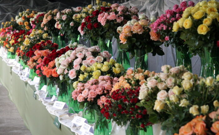 święto róży, róże, kwiaty, kutno, aranżacje florystyczne