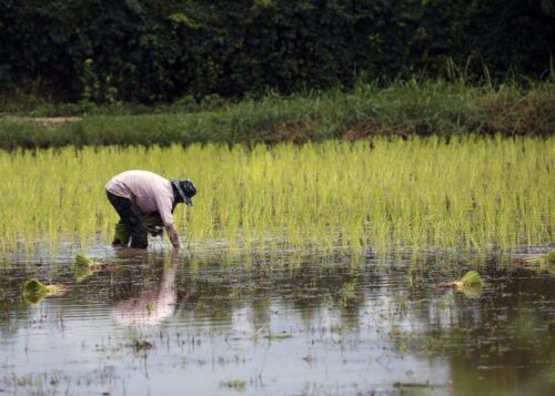 ryż, nawozy, azot, związki azotu, gleba, nawożenie,