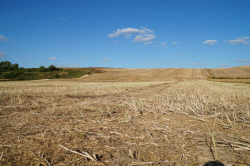 rzepak jary, Brodzica, rzepaczysko