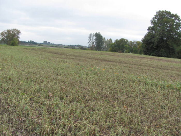 rzepaczysko, glifosat, plantacja