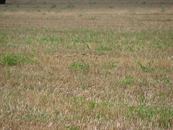 ściernisko, chwasty