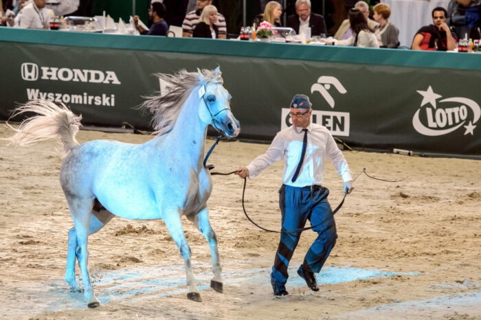 Dni Konia Arabskiego, pride of poland, janów podlaski,karol tylenda