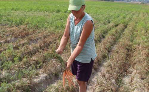 susza, warzywa, warzywnictwo, susza w Polsce, susza 2018