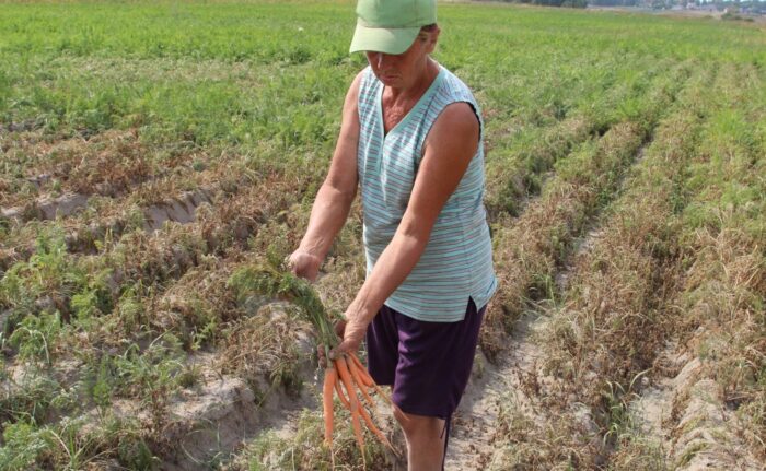 susza, warzywa, warzywnictwo, susza w Polsce, susza 2018