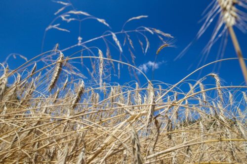 susza rolnicza, klimatyczny bilans wodny, kbw, Instytut Uprawy Nawożenia i Gleboznawstwa, IUNG