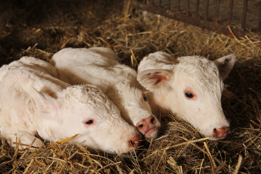 trojaczki, buhajki, cielęta,