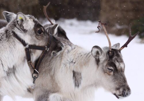 Syberia, wąglik, epidemia wąglika, Rosja, renifery, Jamalsko-Nieniecki Okręg Autonomiczny