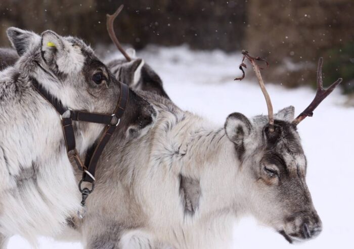Syberia, wąglik, epidemia wąglika, Rosja, renifery, Jamalsko-Nieniecki Okręg Autonomiczny