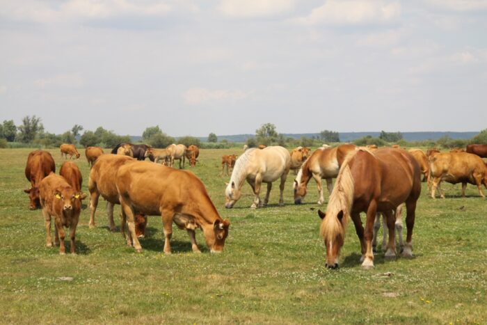 wąglik, laseczka wąglika, bydło, konie