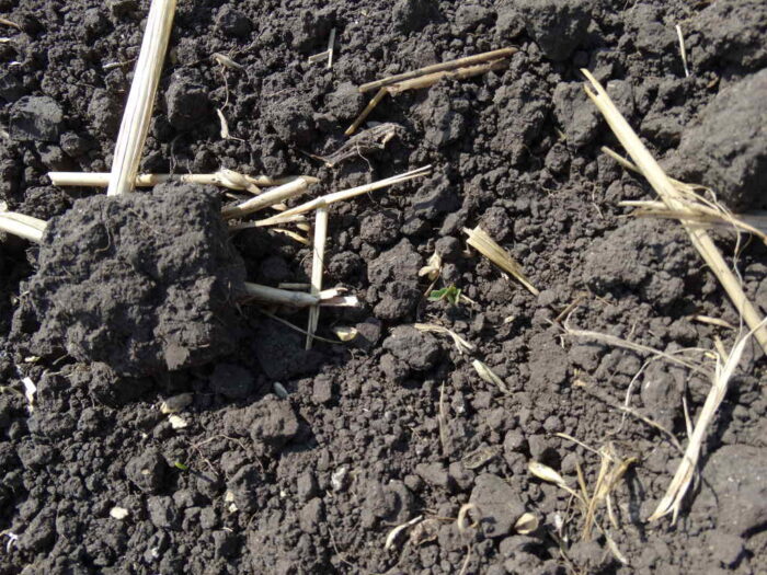 wschody rzepaku, rzepak, plantacja