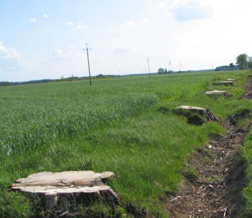 wycinka drzew, drzewa, Paweł Mucha, ministerstwo środowiska