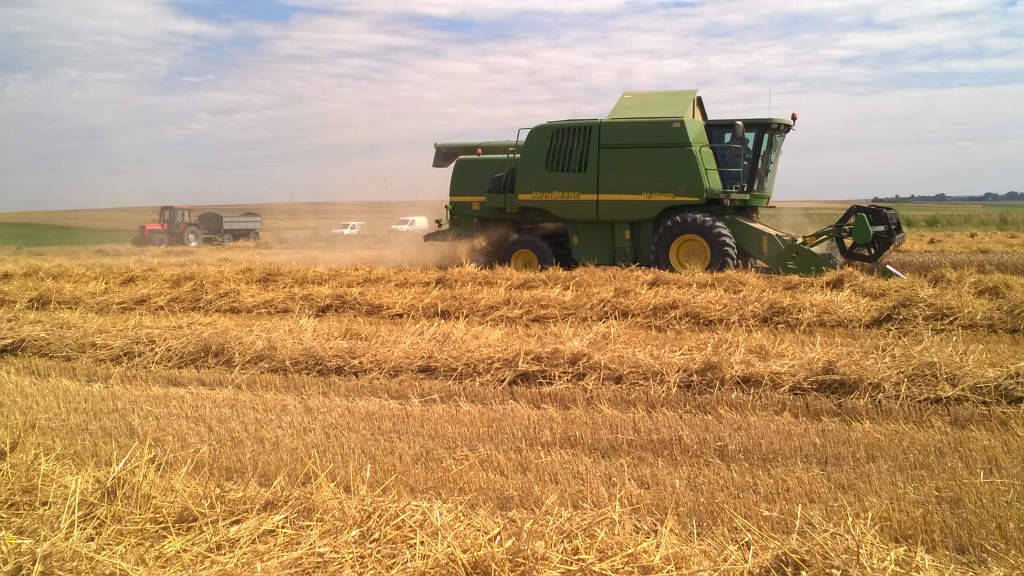 kombajn, pszenica, zbiór