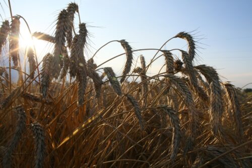 ziarno, jakość ziarna, żniwa, zbiory zbóż, Rafał Mładanowicz, Krajowa Federacja Producentów Zbóż.
