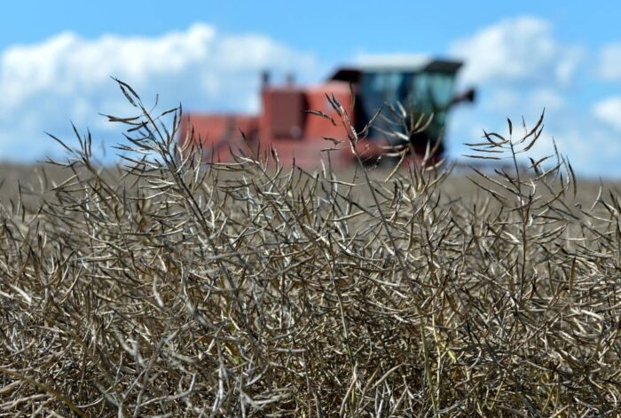 rzepak, agrobiznes, skup rzepaku, spadek cen produktów roślinnych