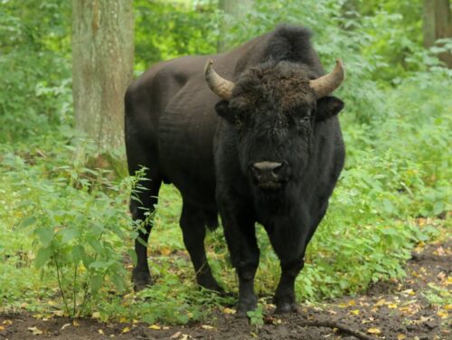 żubrobizon, żubr, bizon, amerykańsk bizon preriowy, popielno