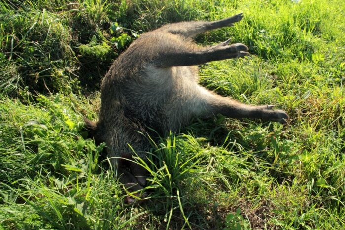 ASF, 112. przypadek, dzik